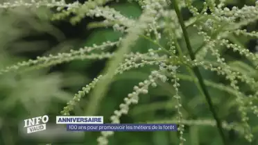 100 ans pour promouvoir les métiers de la forêt