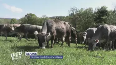 Alpages, pendant que le loup n&#039;y est pas
