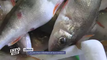Les perches s&#039;ébattent et succombent