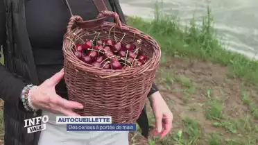 Des cerises à portée de main