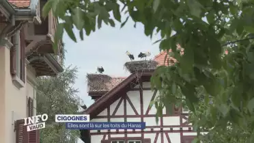 Les cigognes sont de retour