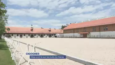 La migration des cigognes