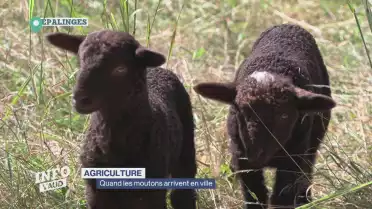 Quand les moutons arrivent en ville