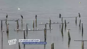 Grande Cariçaie, le paradis marécageux