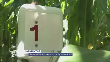 Le labyrinthe de maïs, une activité pour petits et grands