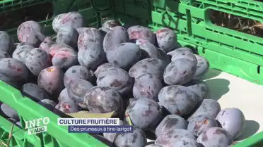Une année fructueuse pour le pruneau