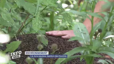 Le Jura vaudois, terre de fourmis
