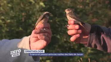 Science et passion entre les mailles des filets de Jaman