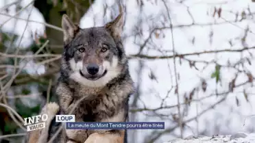 La meute du Mont Tendre pourra être tirée