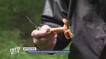 Restrictions: les champignonneurs grognent