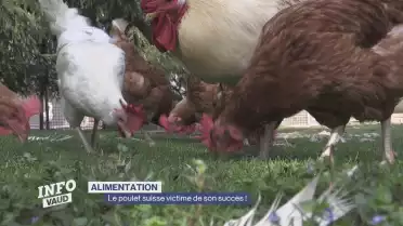 Le poulet suisse victime de son succès
