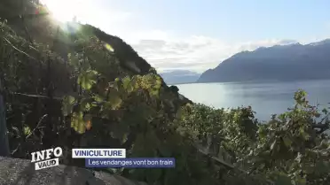 Les vendanges vont bon train