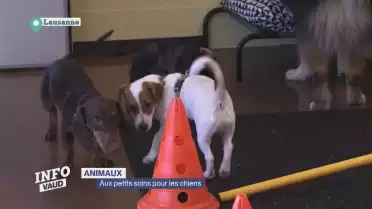 Chez Woofy, on ne garde pas seulement les chiens