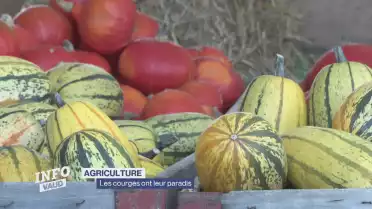 Les courges ont leur paradis