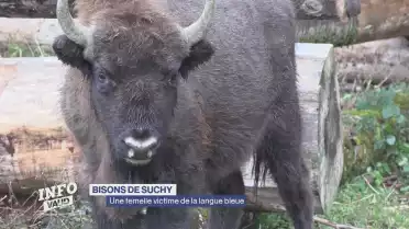 Un bison meurt de la maladie de la langue bleue à Suchy