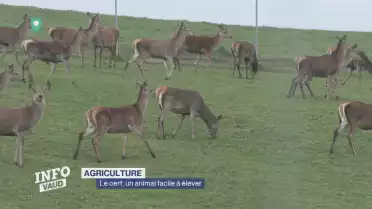 Le cerf, un animal facile à élever