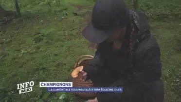 La récolte de champignons à nouveau autorisée tous les jours