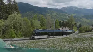 Découvrir - Un train pour les narcisses