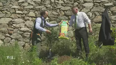 Les plantes méditerranéennes