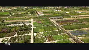 Les bonsaïs