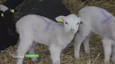 Zoom sur l&#039;agneau