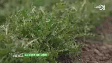 Zoom sur la dent-de-lion