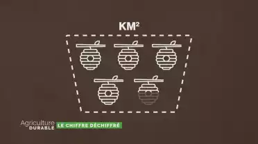 Le chiffre déchiffré - Les colonies d&#039;abeilles en Suisse