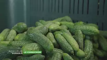 Zoom sur le cornichon