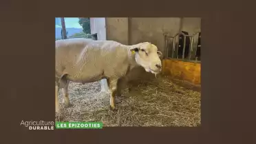 Dossier du mois - Les épizooties