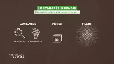 Le chiffre déchiffré - Lutte contre le scarabée japonais