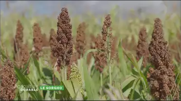 Zoom sur le sorgho