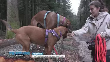 Les &quot;crèches&quot; pour animaux font fureur