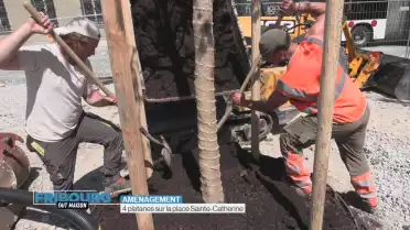 4 platanes sur la place Sainte-Catherine