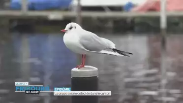 La grippe aviaire détectée dans le canton