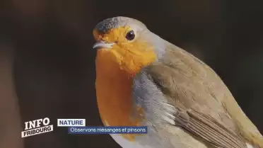 Opération &quot;Oiseaux en hiver&quot;