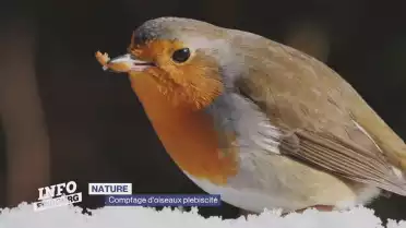 Succès pour l&#039;action &quot;Oiseaux en hiver&quot;