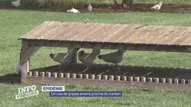 Un cas de grippe aviaire proche du canton
