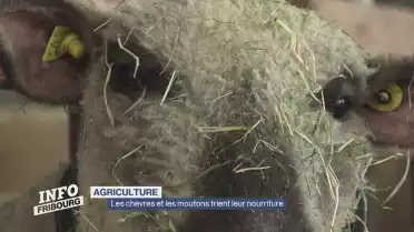 Les chèvres et les moutons trient leur nourriture