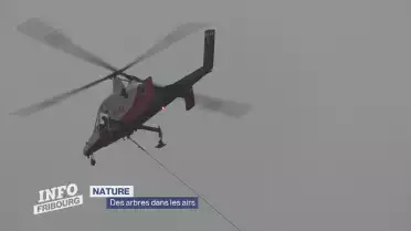 170 arbres dans les airs