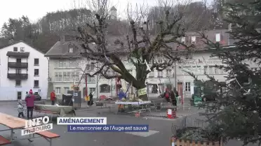Le marronnier de l&#039;Auge est sauvé