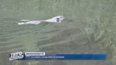 Le castor, mignon fauteur de trouble