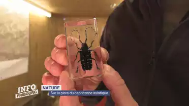 Sur la piste du capricorne asiatique