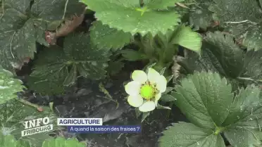 A quand la saison des fraises ?