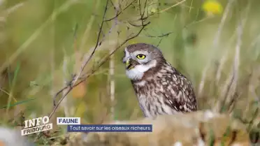 Tout savoir sur les oiseaux nicheurs du canton