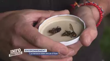 Le nombre de frelons asiatiques a triplé en 2024