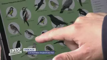 Le moineau toujours le plus observé à Fribourg