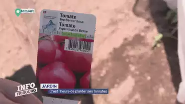 C&#039;est l&#039;heure de planter ses tomates