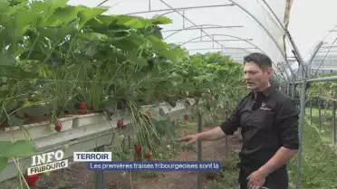 Les premières fraises fribourgeoises sont là