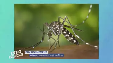 À la conquête du moustique Tigre