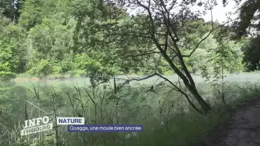 Lutter contre la moule quagga